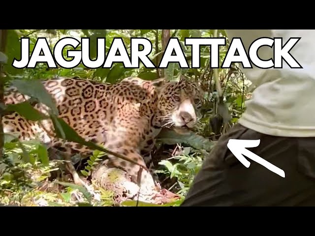Jaguar Charges At Tourist From Wilderness 😱 | CATERS CLIPS