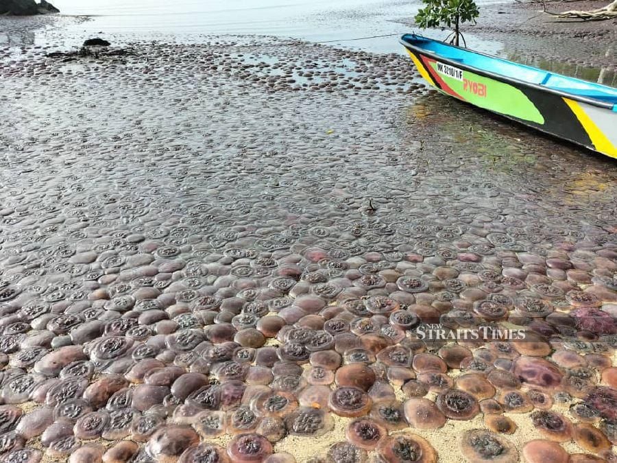 Rise in sea temperature possible cause of jellyfish stranding in KK