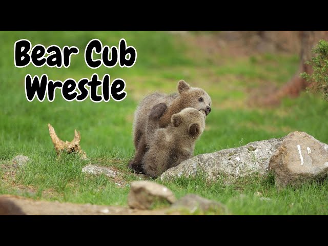 Bear Cub Wrestling 🐻 | CATERS CLIPS