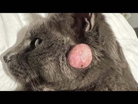 Massive Botfly Maggot Removed From Kitten's Head (Part 12)