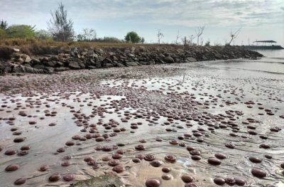 Fisheries Dept: Rising sea temperatures factor in jellyfish ‘invasion’ at Kuala Penyu beach in Sabah