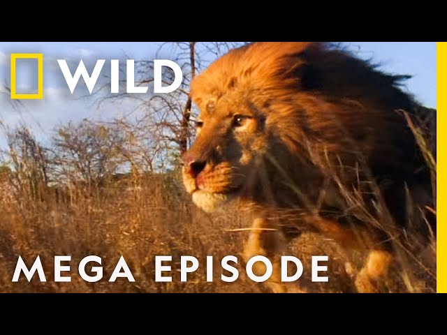 World's Deadliest MEGA EPISODE | Season 1 Full Episodes | Nat Geo Wild