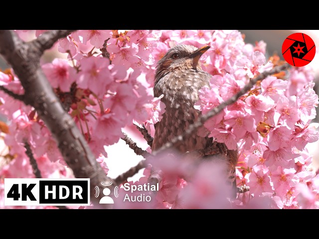 2024 Tokyo Sakura Season Begins!!!  4K HDR Spatial Audio