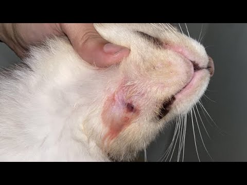 Enormous Botfly Maggot Removed From Kitten's Neck (Part 44)