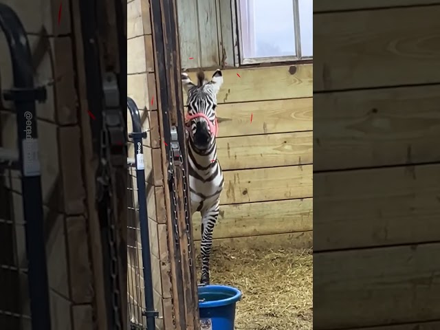 Horse Sees Zebra For The First Time 🐴🦓