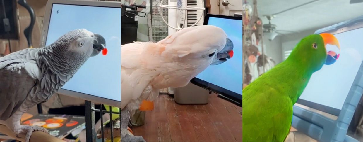 Scientists find that parrots love playing tablet games