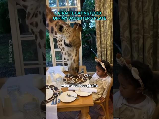 Hungry Giraffe Eats Food Off My Daughters Plate 🦒
