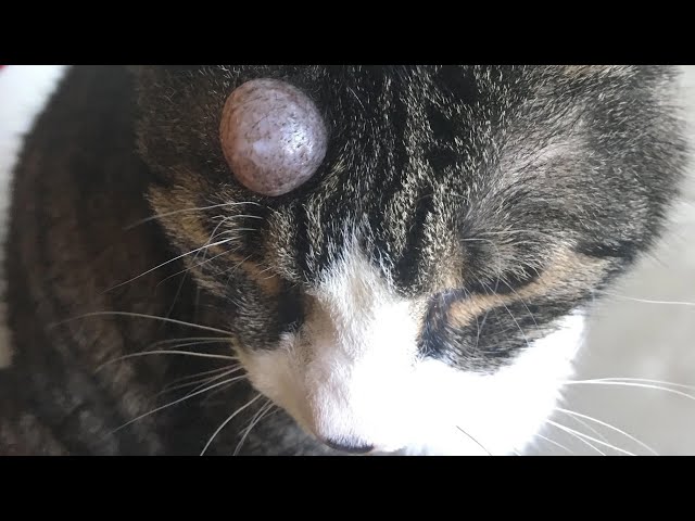 Huge Botfly Maggot Removed From Cat's Head (Part 13)