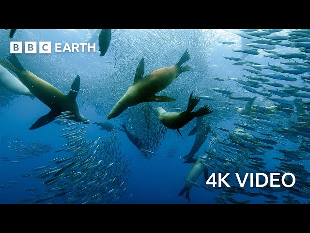 Sardine Feeding Frenzy with Sharks, Penguins and More | 4K UHD | The Hunt | BBC Earth