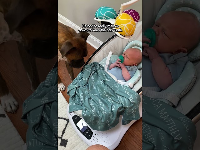 Baby Takes His First Steps Right To His Dog | The Dodo