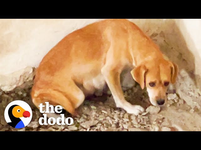 Mama Dog Was Trapped Underground With Her Puppies | The Dodo