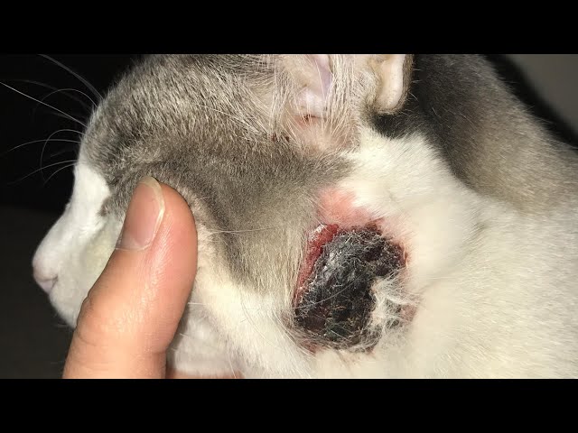 Immense Botfly Larvae Removed From Kitten's Head (Part 14）