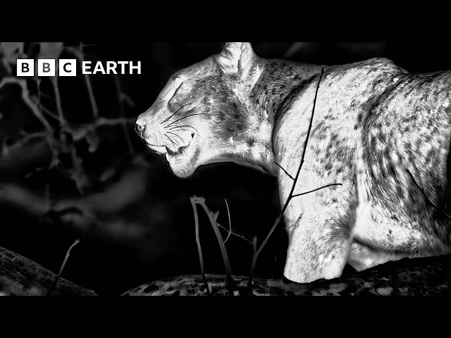Epic Leopard Hunt in Night Vision | 4KUHD | Mammals | BBC Earth