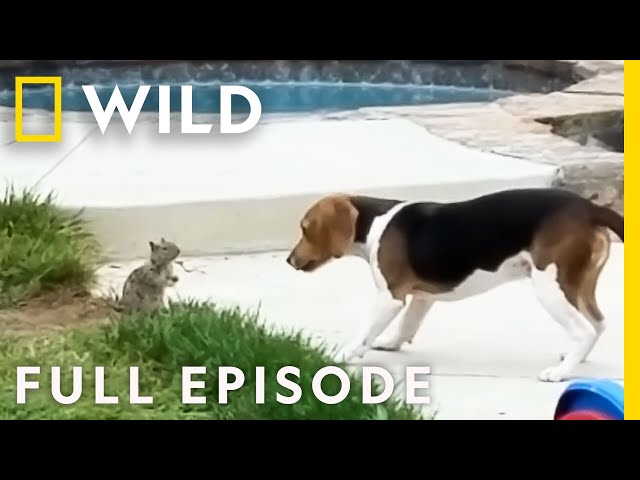 Animals Vs. Stairs: America's Funniest Home Videos (Full Episode) | Nat Geo Wild