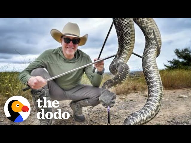 Man Saves Tons Of Venemous Snakes As A Hobby | The Dodo