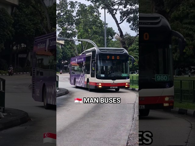 Which Singapore MAN Bus is your favourite? | SG❤️BUS