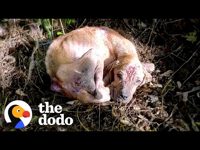 Woman On Motorcycle Stops For Abandoned Dog | The Dodo