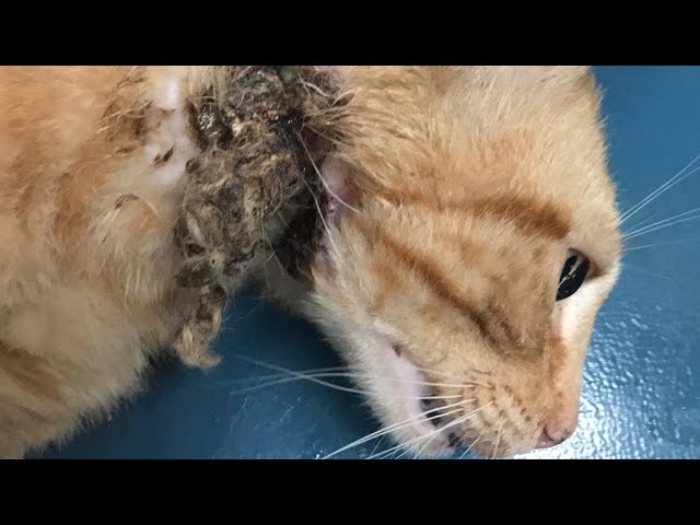 Gigantic Cuterebra Removed From Small Kitten's Neck (Part 45)