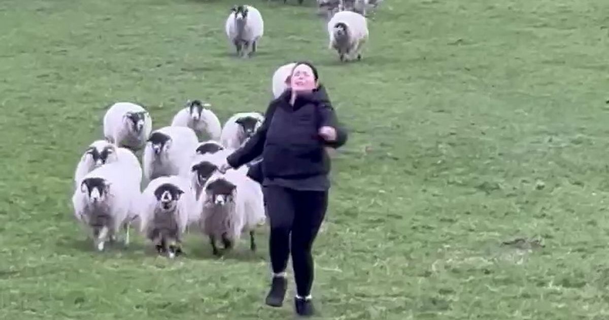 Hilarous moment teenager runs as fast she can as she's chased down hill by flock of 27 sheep