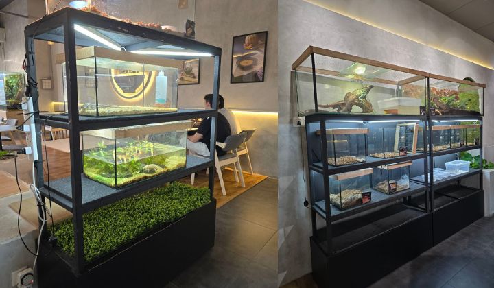 [Watch] Forget Fur, This Café Lets You Hang Out With Scaly, Cold-Blooded, Slithering Creatures Instead