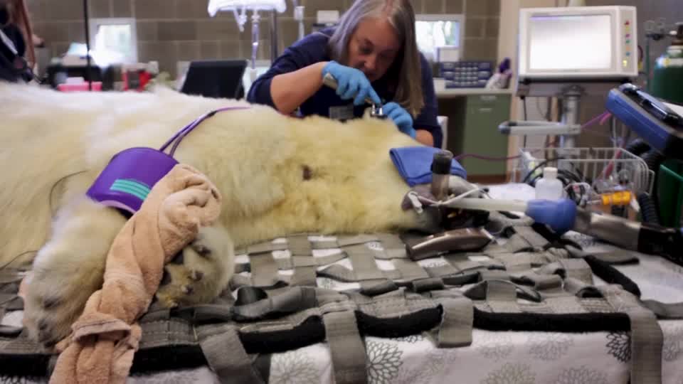 Watch a polar bear get an annual medical exam