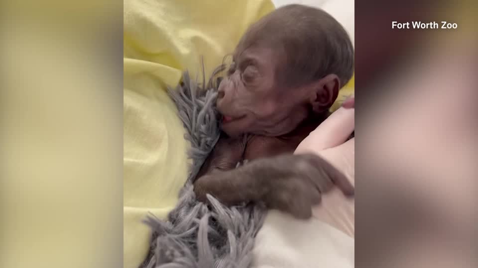 Premature baby gorilla born at Texas zoo