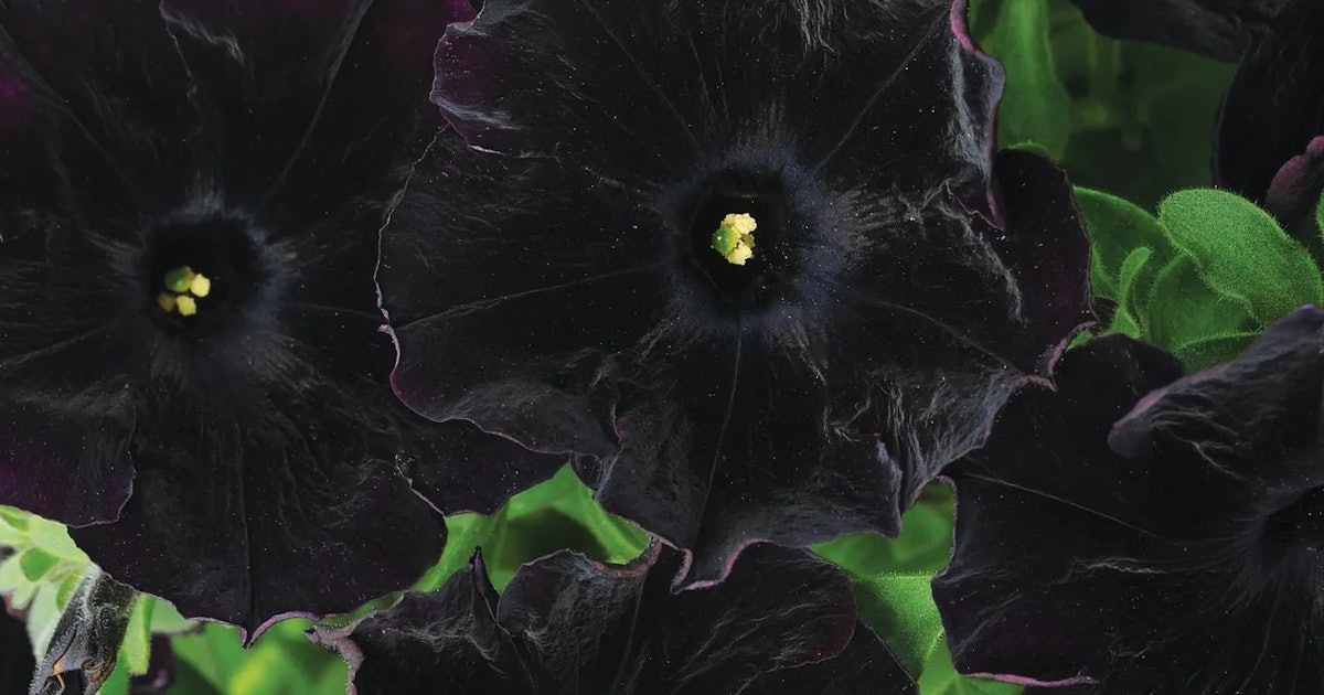 14 Black Flowers & Plants To Goth Up Your Garden 