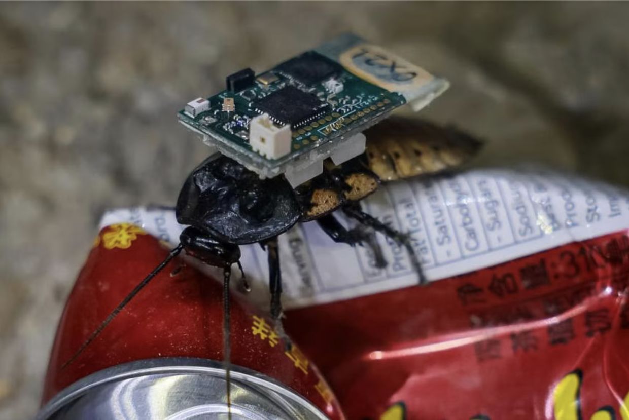 Cyborg rescue roaches showcased at Singapore security summit