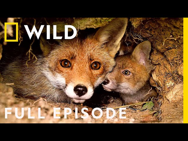 Wildlife Wars: Nature's Most Epic Brawls (Full Episode) | Animal Fight Night