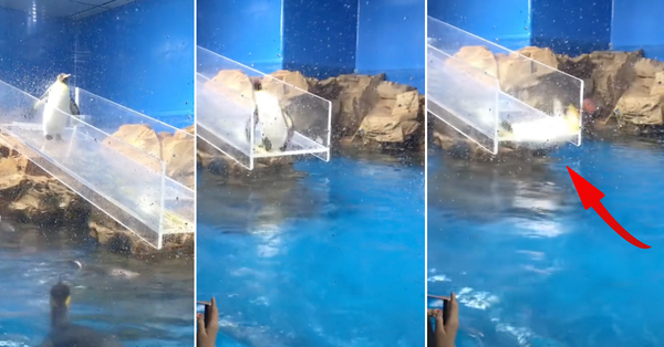 Penguin Slipping And Tumbling In Front Of Cameras Is The Cutest Thing You'll See Today