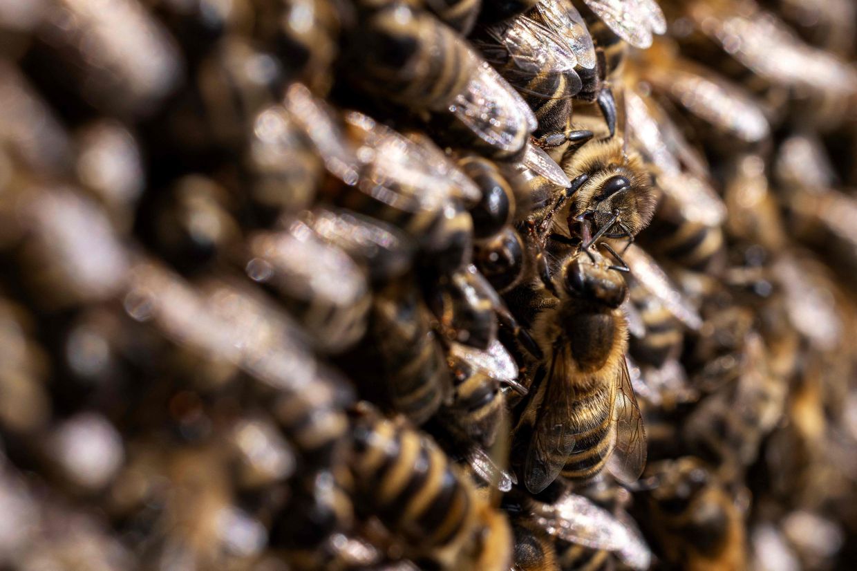 Bees vs drones: How tech is tackling crop pollination