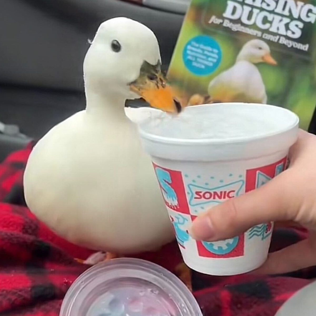 TikTok Duck Munchkin, Known for Drinking Iced Water in Viral Videos, Dies After Vet Visit
