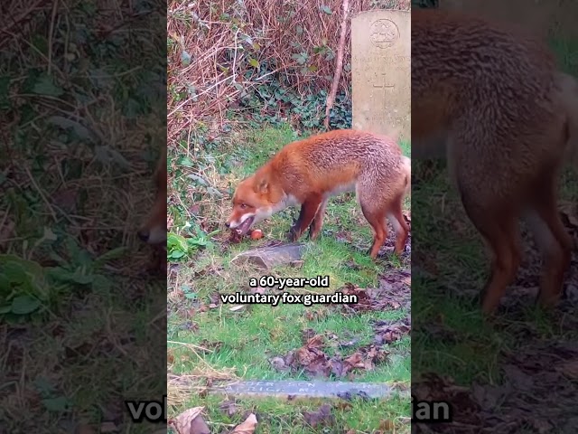 Fox Gets Excited Over An Egg 🦊🥚