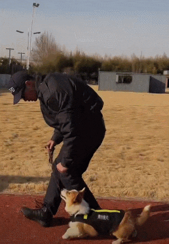 This Corgi Is Now China's Most Popular Police Officer
