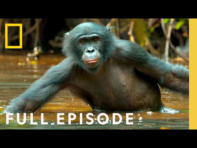 Rainforest Queens: Bonobo Survival (Full Episode) | Queens