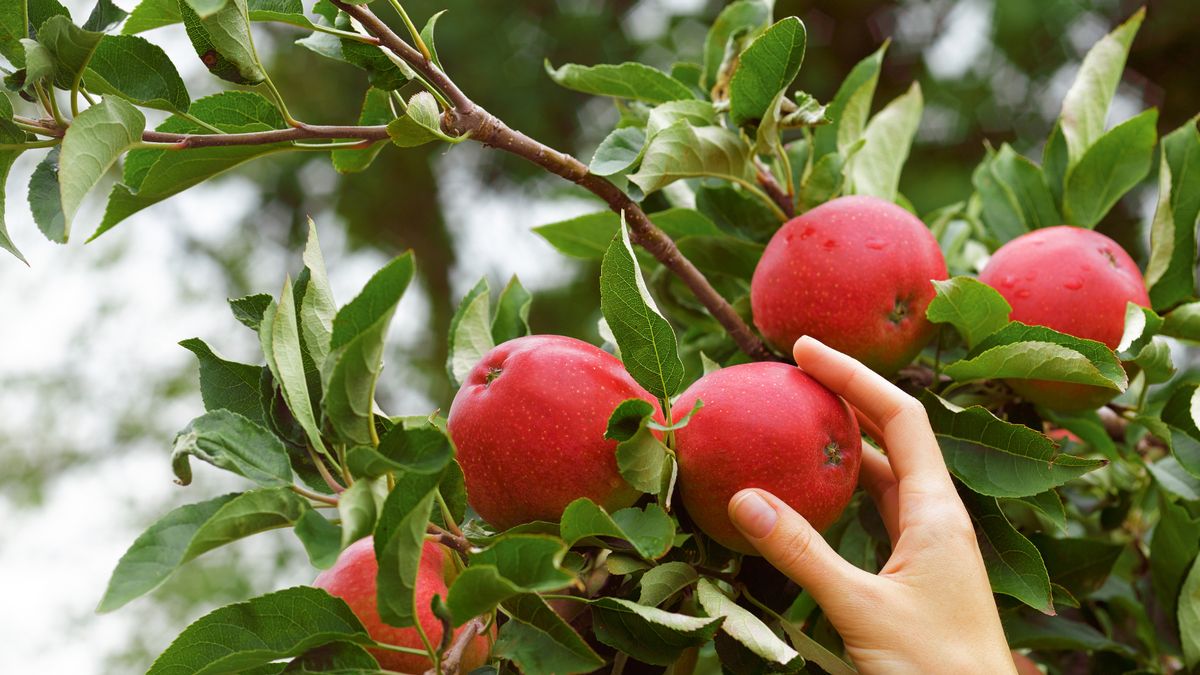 Keep your apples fresh for longer with genius food storage trick from 1700s