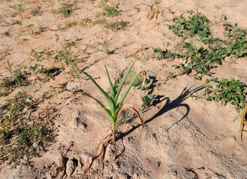 Zimbabwe declares El Nino drought a national disaster