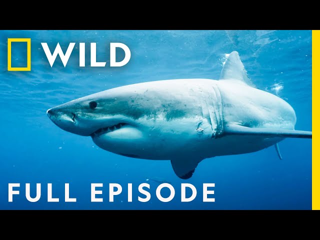 Killers of the Ocean: Orcas vs. Great Whites (Full Episode) | Nat Geo Wild