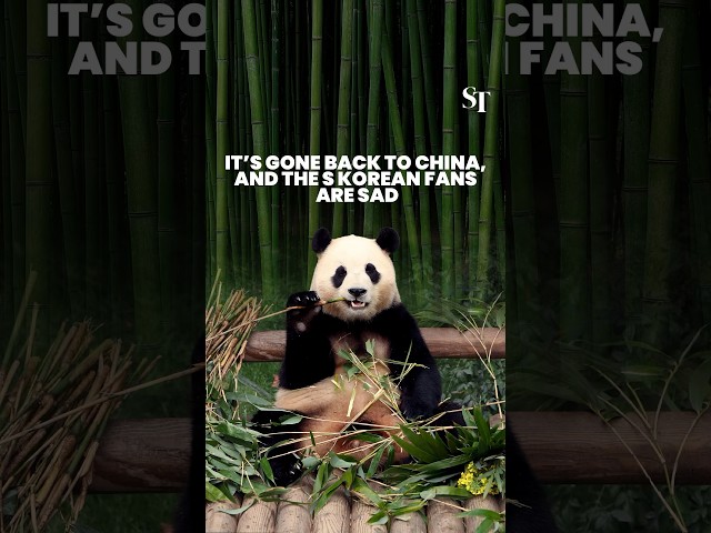 First giant panda born in South Korea returned to China #fubao