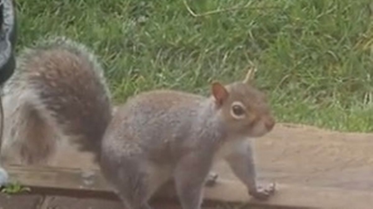 Gardener comes up with 'genius' way of stopping squirrel stealing bird food