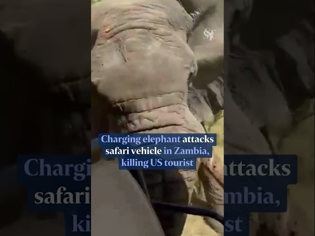 Fatal moment when elephant charged at safari vehicle in Zambia, killing US tourist