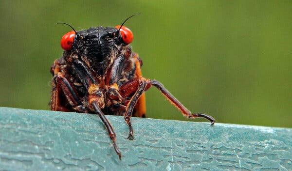 Up to a Trillion Cicadas Are About to Emerge in the U.S.