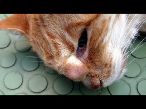Huge Botfly Maggot Removed From Kitten's Head (Part 16)