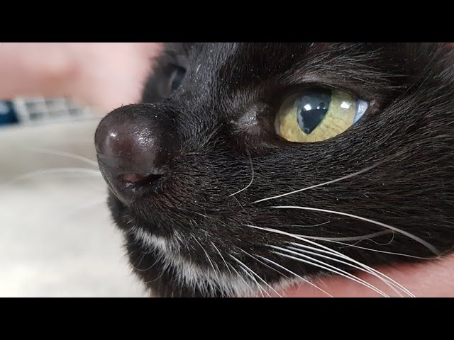 Removing A Massive Botfly Maggot Inside Kitten's Nose (Part 68)