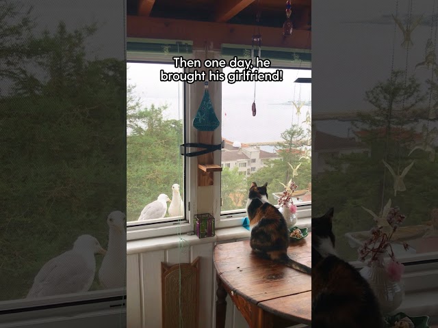 Seagulls Brings His Cat BFF A Surprise | The Dodo