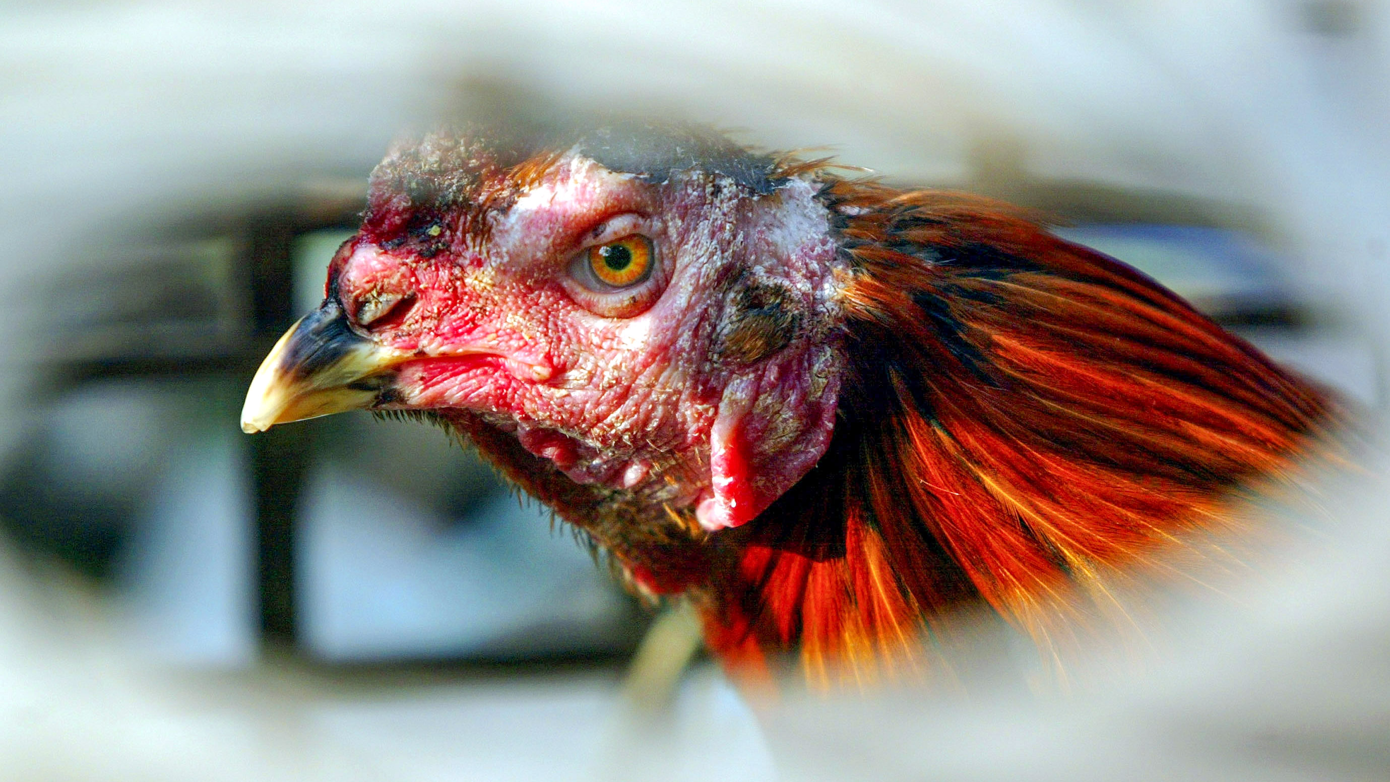 New bird flu infections: Here’s what you need to know