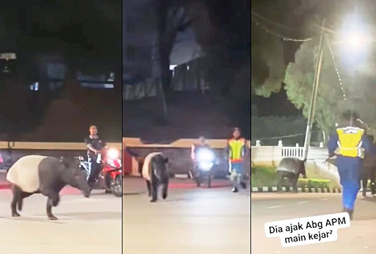 Tapir safely back in zoo after tragic loss of its calf