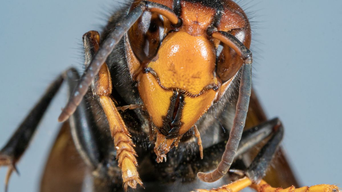 Artificial Intelligence can be used to detect invasive Asian hornets and raise the alarm