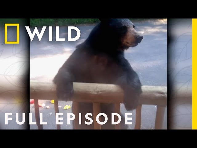 Bear Interrupts a DJ Set: America's Funniest Home Videos (Full Episode) | Nat Geo Wild