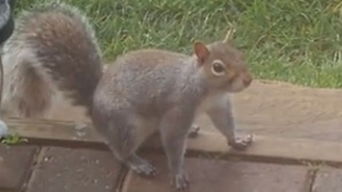 'Vanquish' squirrels from your garden with gardener's 'genius' trick which has people in stitches